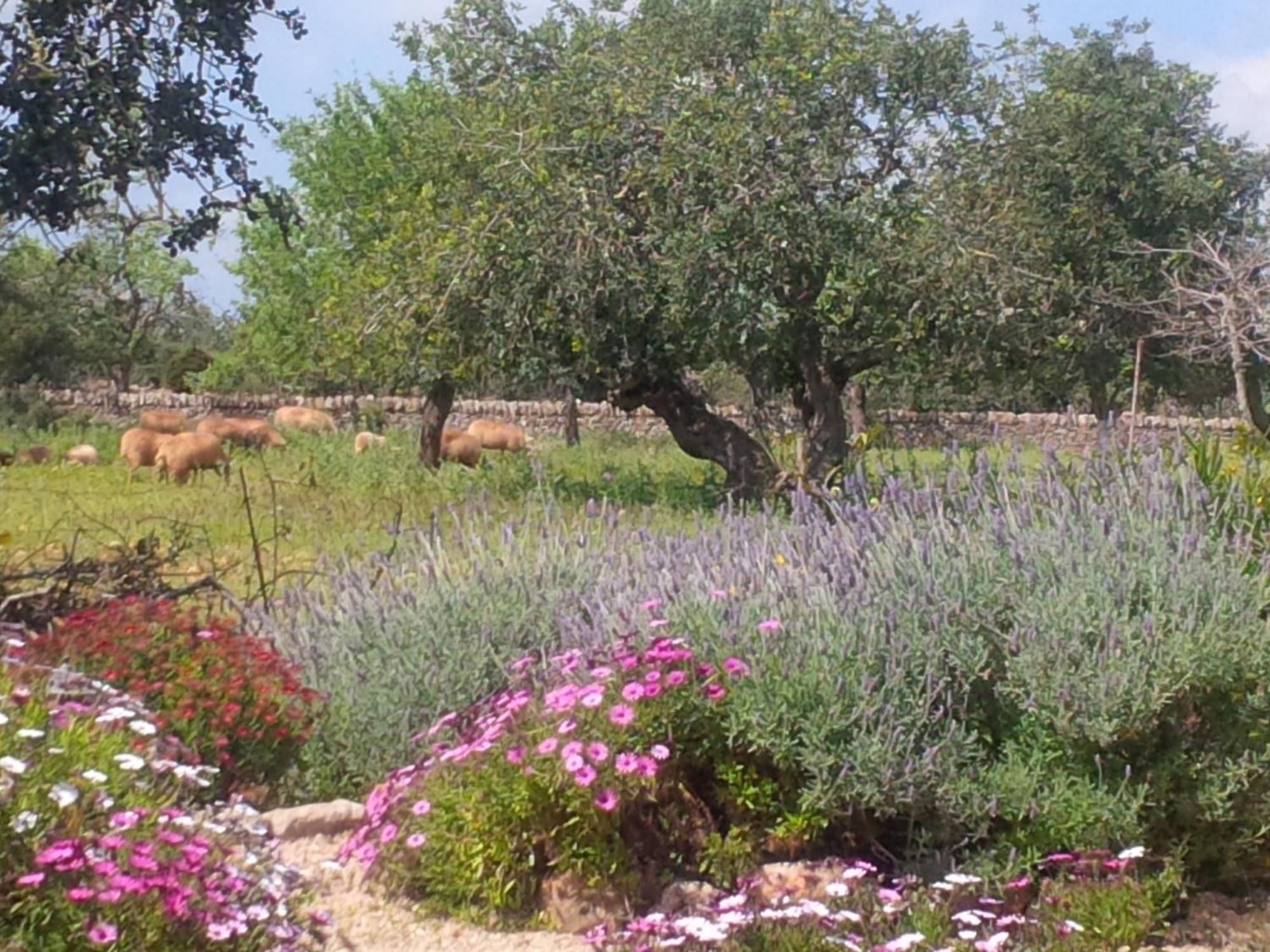 Finca Son Marimon (Adults Only) Santanyi Exterior photo