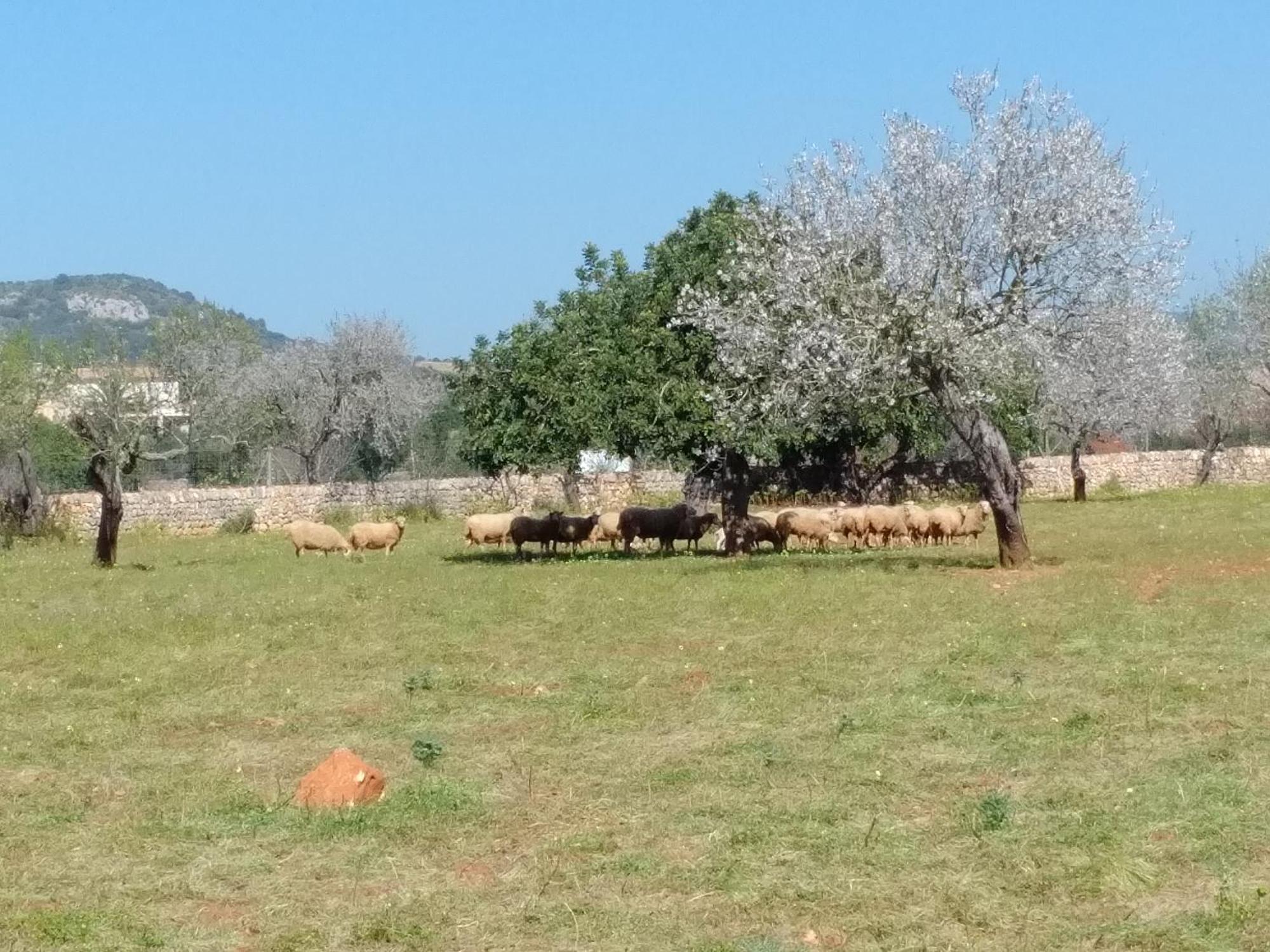 Finca Son Marimon (Adults Only) Santanyi Exterior photo